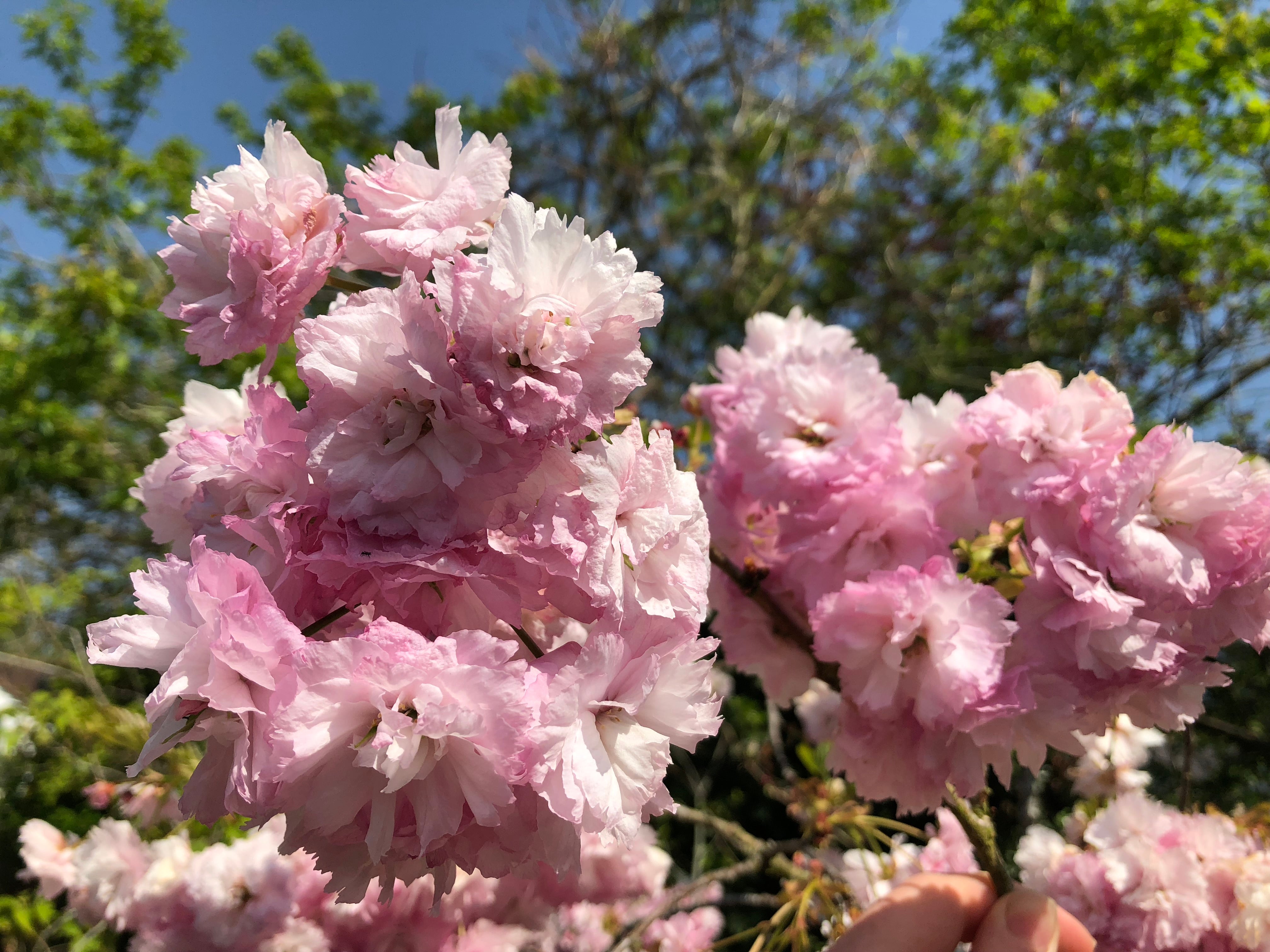 flowerpress - pressa per fiori tascabile - essiccare foglie - R nel bosco