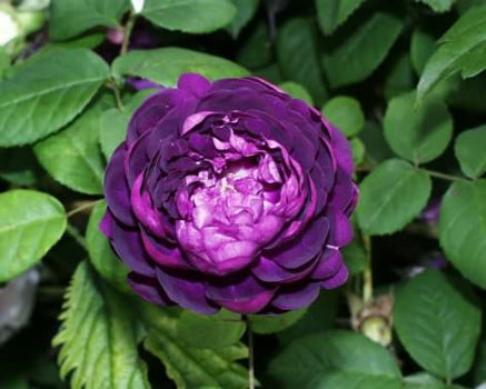 Cardinal De Richelieu Traditional Rose Shrub x 1 Bare Root Pre Order The Rose Press Garden