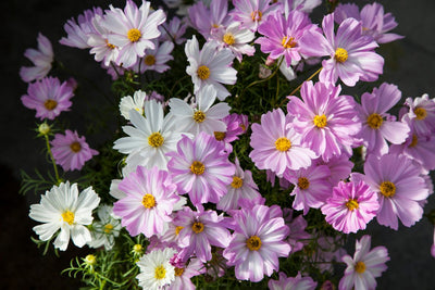 Cosmos: Here's what you need to know. Are Cosmos the unsung hero of Summer?