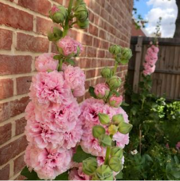 Day 6: Hollyhock Chater's Double Pink