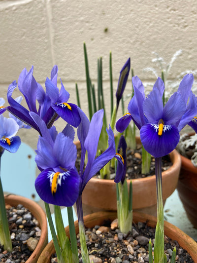 Early Spring Bulbs: What's flowering now and what you need to know!