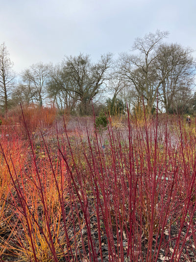 Pruning Basics for Autumn and Winter