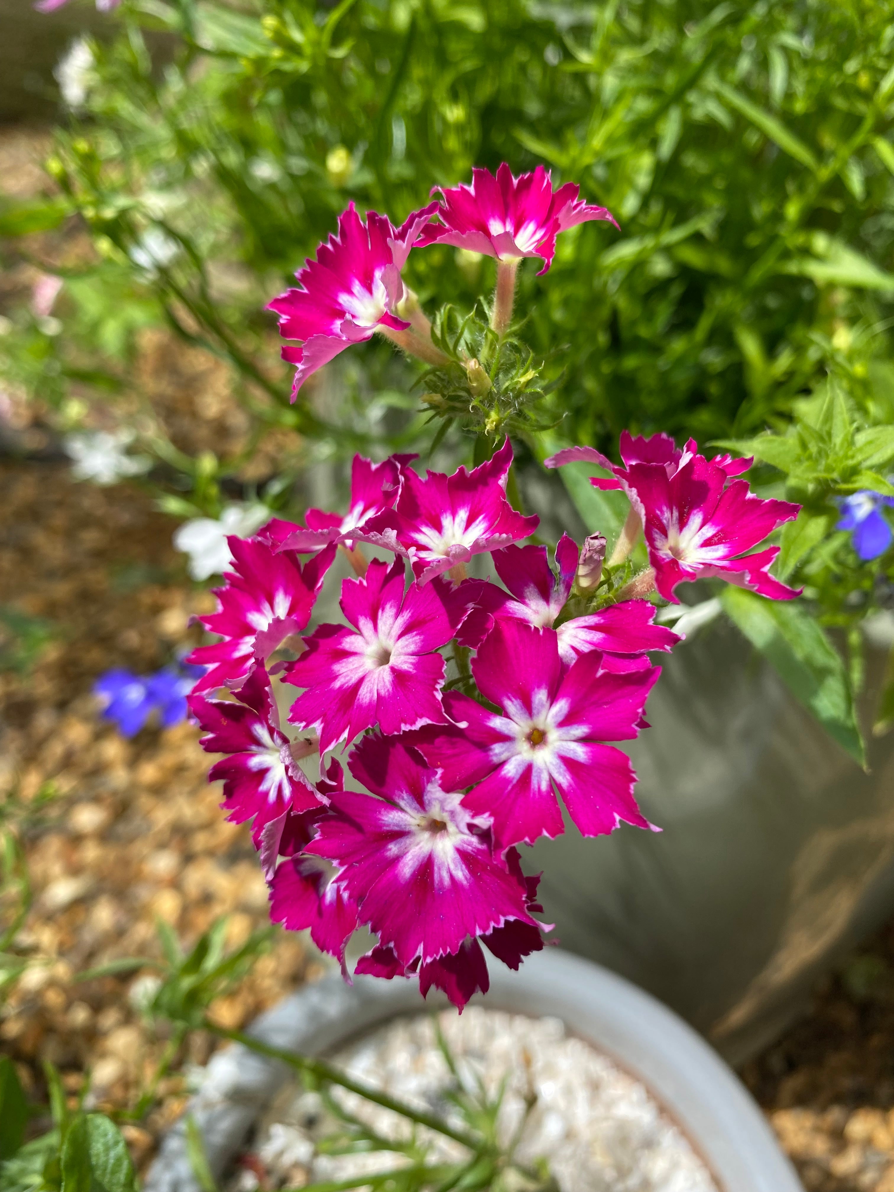 Day 1 of the Advent Calendar: Phlox Twinkle Star Dwarf – The Rose Press ...