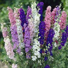 Day 11 Advent Calendar: Larkspur Mix