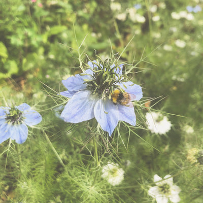 Create a beautiful garden that encourages wildlife- my 5 top tips!