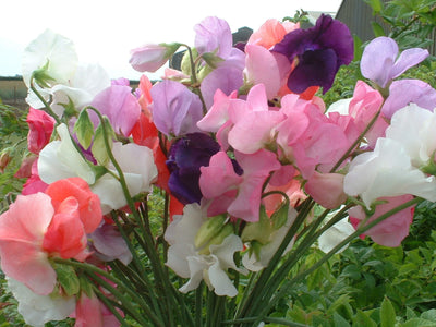 Day 4 of the Advent Calendar: Sweet Pea 'Mammoth Mix'