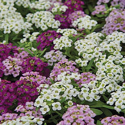 Day 10 Advent Calendar: Alyssum Easter Bonnet