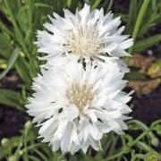 Day 7 of Advent Calendar: Cornflower 'Snowman'