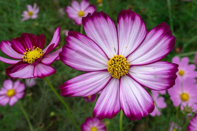 Day 2 Advent Calendar: Cosmos Candystripe