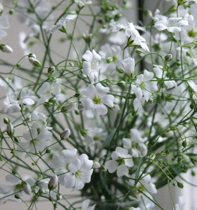 Day 13 Advent Calendar: Gypsophila White