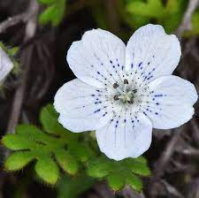 Day 5 Advent Calendar: Nemophila 'Snowstorm'