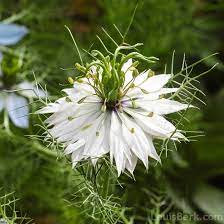 Day 9 of the advent calendar: Nigella White