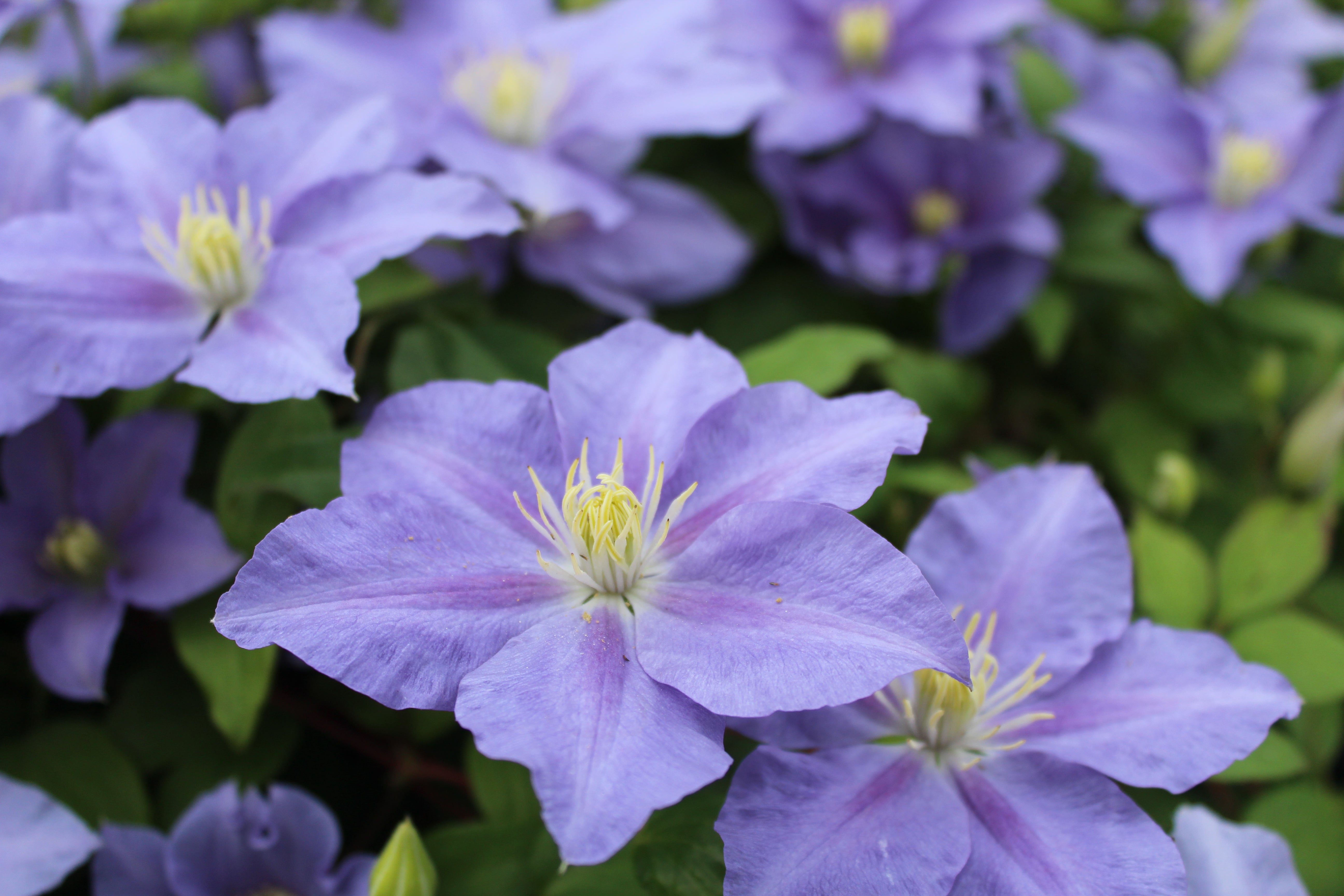 Clematis Plants – The Rose Press Garden