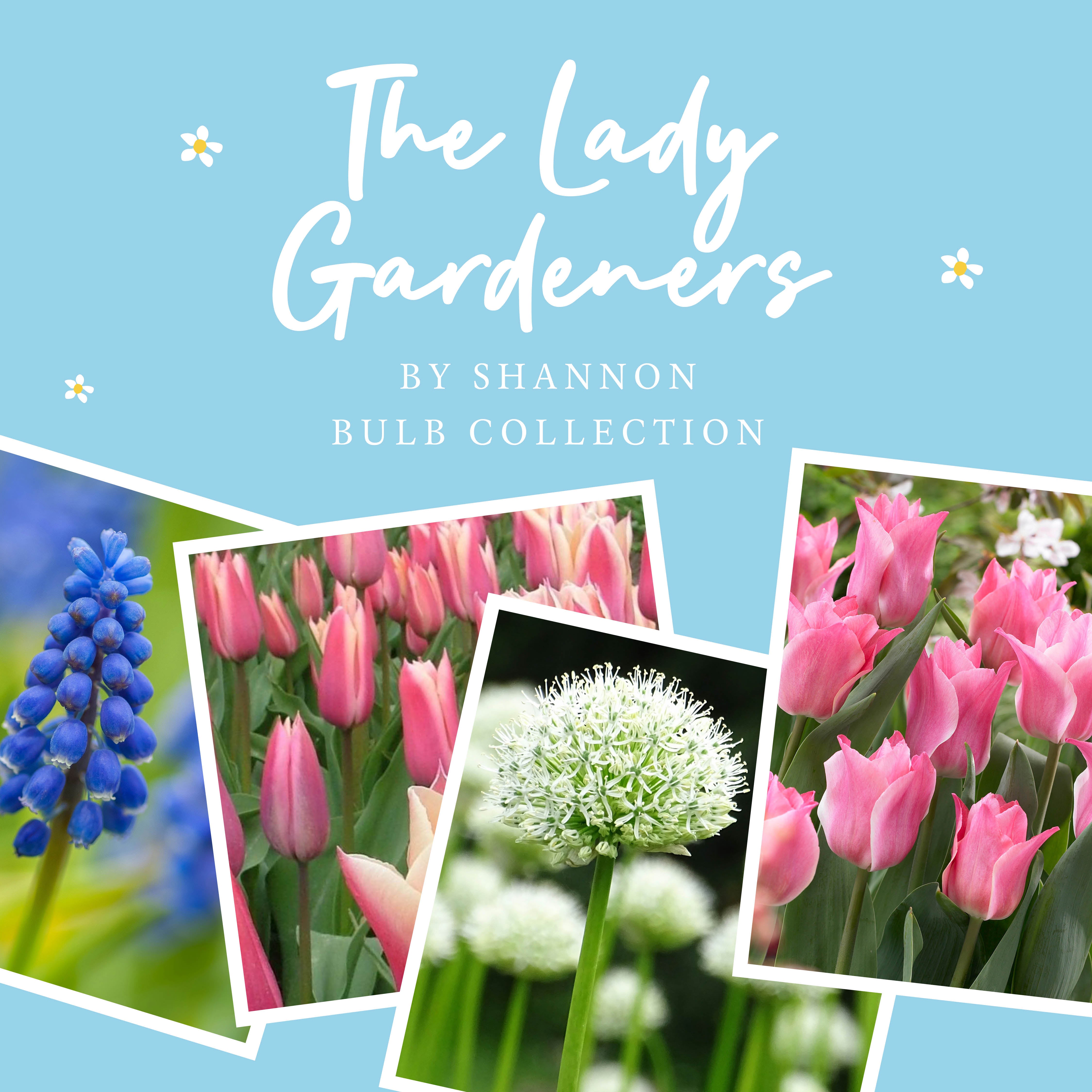 The Lady Gardeners Collection (60 bulbs) – The Rose Press Garden