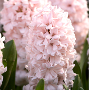 Hyacinth China Pink (10 Bulbs)