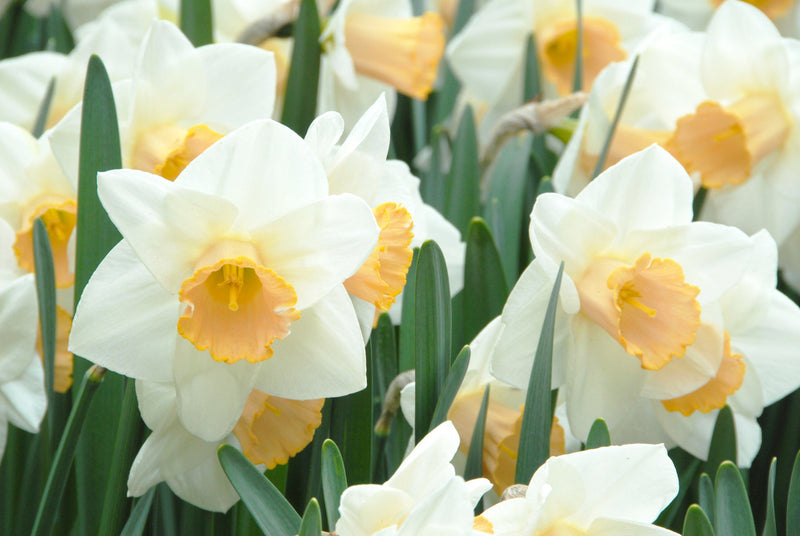 Daffodil &