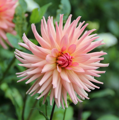 Dahlia 'Preference'