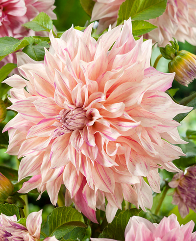 Dahlia 'Cafe au lait Twist'