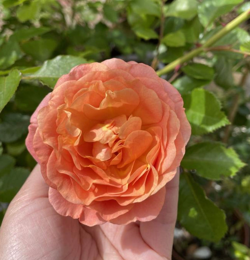 Peach Melba (Climbing Rose 1 x Bare Root) Pre Order Jan 25 delivery