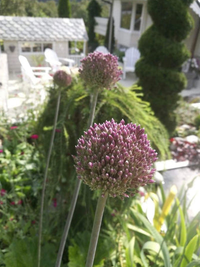 Allium 'Summer Drummer' (10 Bulbs)