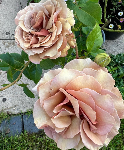 Mocha Rosa (Royalty Rose Bush x 1 Bare Root) Pre Order: Jan 25 delivery