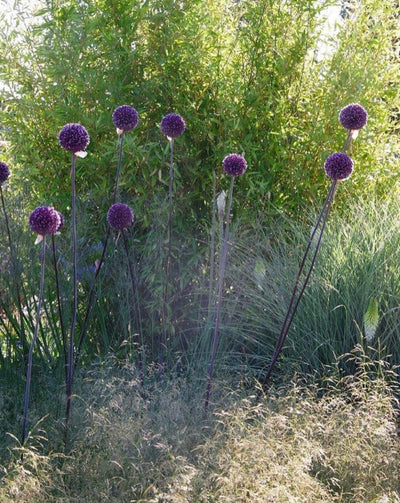 Allium 'Summer Drummer' (10 Bulbs)