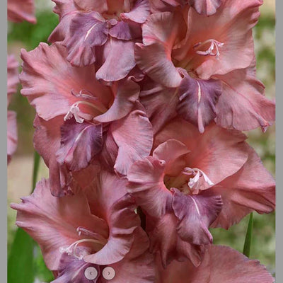 Gladioli 'Rusty Chestnut' (10 Bulbs)