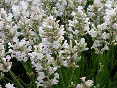 Lavender 'Edelweiss' (2L pot)