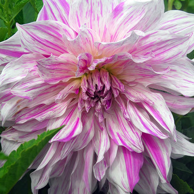 Dahlia 'Mom's Special' Dinner Plate (1 x tuber)