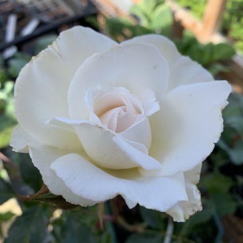 Margaret Merill (Premium Rose Shrub x 1 Bare Root) Pre Order: Jan 25 delivery