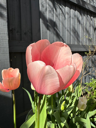 Tulip Salmon Impression (30 Bulbs)