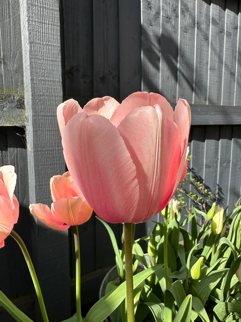 Tulip Salmon Impression (30 Bulbs)