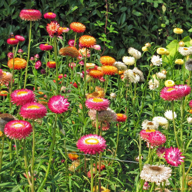 Strawflower 'King Size Mix' Seeds – The Rose Press Garden