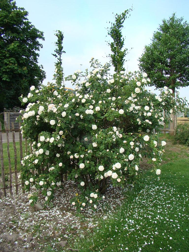 Alba Maxima (Shrub Rose Bare Root x 1 ) Pre Order: Jan 25 delivery