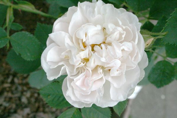 Alba Maxima (Shrub Rose Bare Root x 1 ) Pre Order: Jan 25 delivery