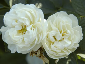 Alba Maxima (Shrub Rose Bare Root x 1 ) Pre Order: Jan 25 delivery