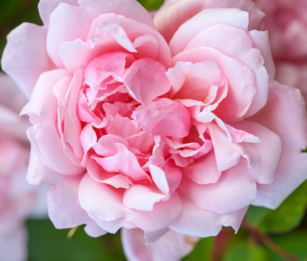 Albertine (Climbing Rose x 1 Bare Root) Pre Order: Jan 25 delivery