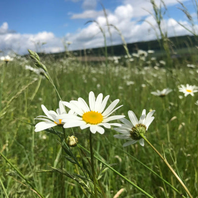 Ox-Eye Daisy (SEED SALE - OLD PACKAGING) (7)