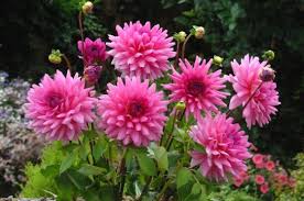 Dahlia 'Rosella'