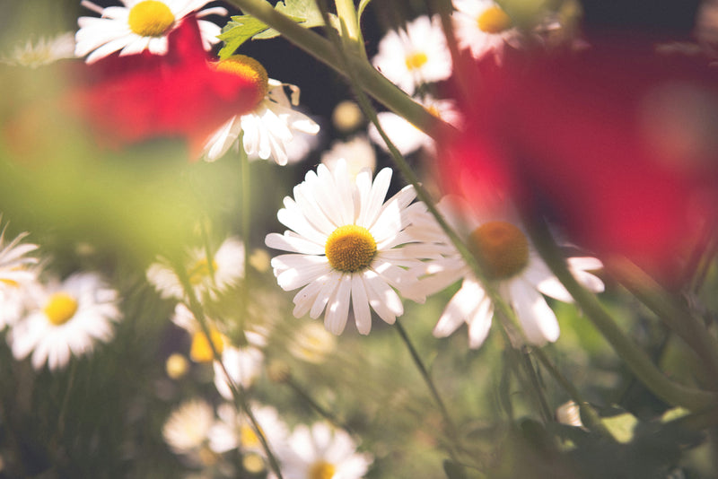 Ox-Eye Daisy (SEED SALE - OLD PACKAGING) (7)