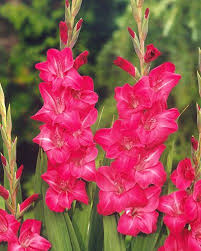 Gladioli 'Fairytale Pink' (10 Bulbs)