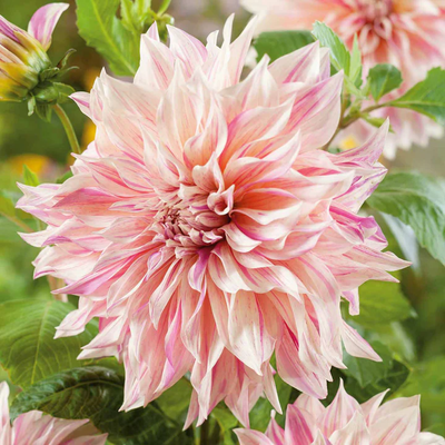 Dahlia 'Cafe au lait Twist'