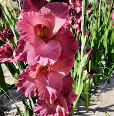 Gladioli &