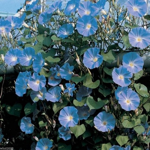 Morning Glory heavenly blue(SEED SALE - OLD PACKAGING) (15) – The Rose ...