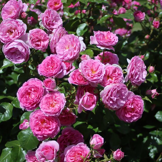 Ozeana (Traditional Climbing Rose x 1 Bare Root)