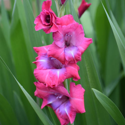 Gladioli 'Lumierre' (10 Bulbs)