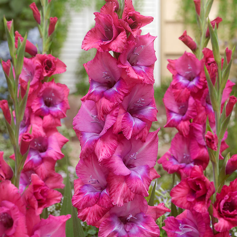 Gladioli &