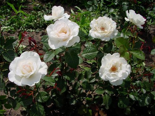 Margaret Merill (Premium Rose Shrub x 1 Bare Root) Pre Order: Jan 25 delivery