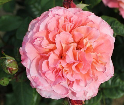 Rachel (Premium Rose Bush x 1 Bare Root) Pre Order: Jan 25 delivery