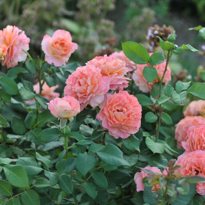 Rachel (Premium Rose Bush x 1 Bare Root) Pre Order: Jan 25 delivery